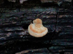 Truncospora mexicana