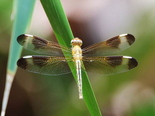 Painted Grasshawk photo 5