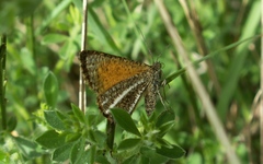 Isturgia limbaria