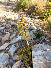 Aciphylla hookeri