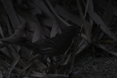 Haemorhous mexicanus
