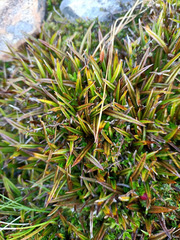 Astelia linearis
