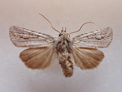 Physetica sequens