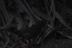 Haemorhous mexicanus