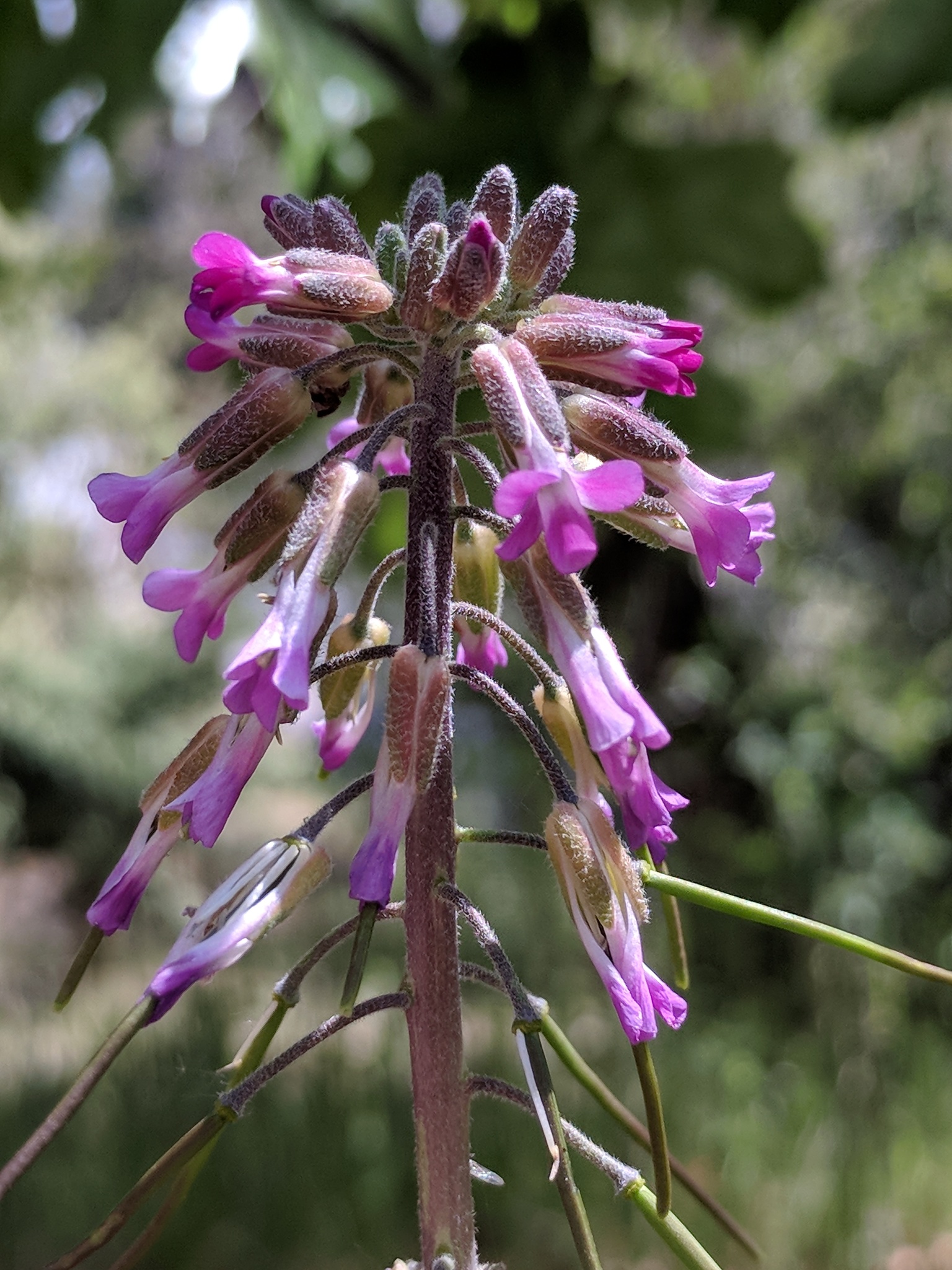 Boechera californica