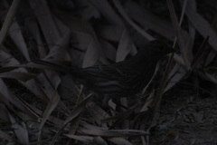 Haemorhous mexicanus