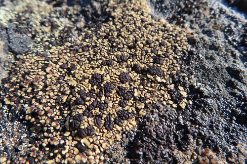 Anamylopsora pulcherrima