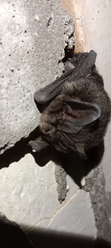 Western Barbastelle (Barbastella barbastellus)