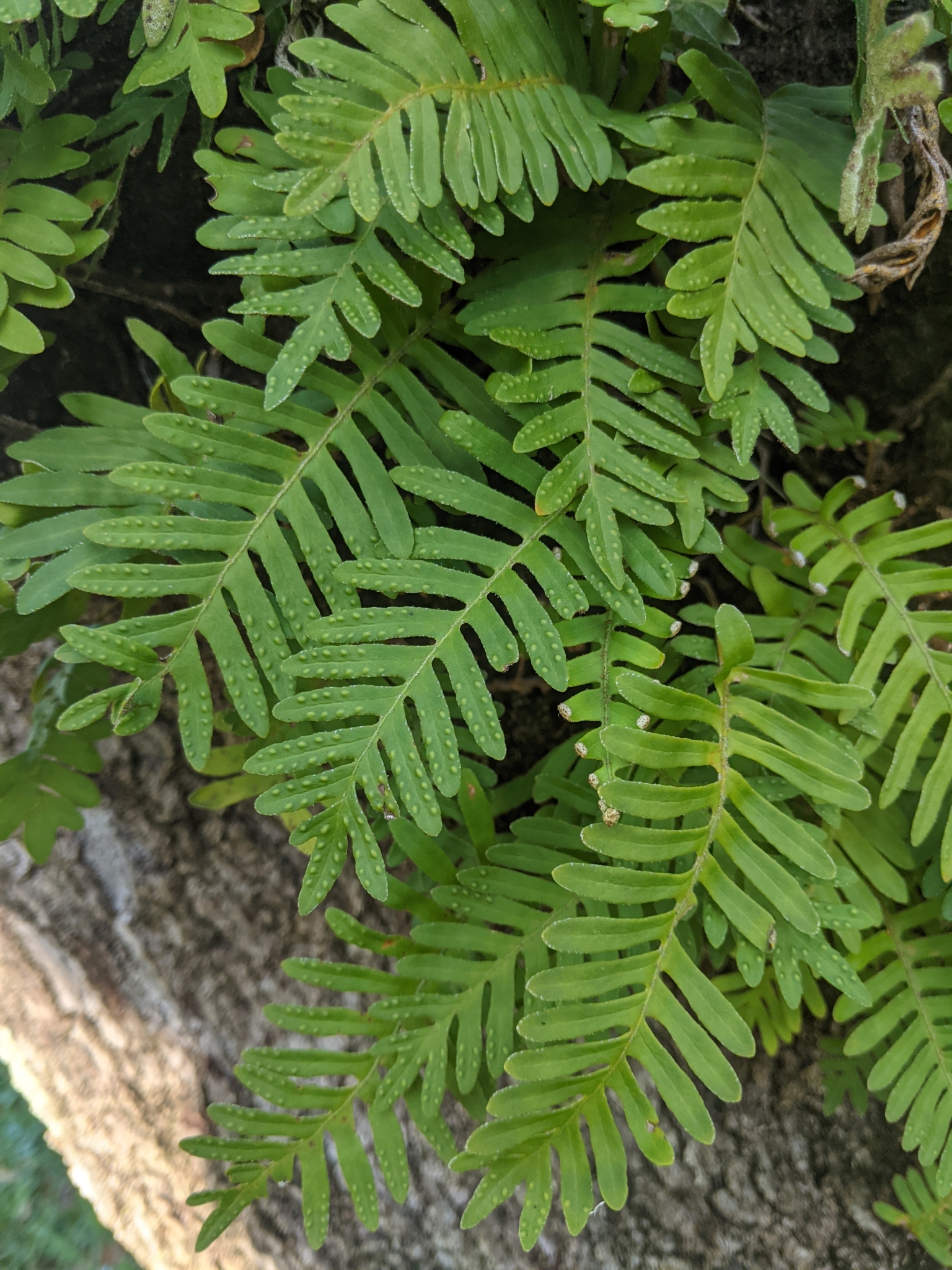 Polypodioideae