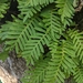 Polypodioideae - Photo (c) Avery, some rights reserved (CC BY-NC), uploaded by Avery