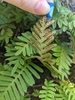 Resurrection Fern - Photo (c) Avery, some rights reserved (CC BY-NC), uploaded by Avery