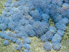 Sansibia flava