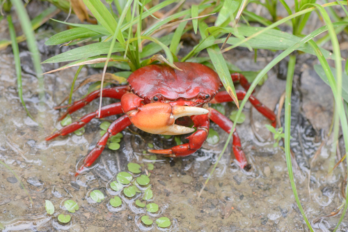 Dilocarcinus pagei (Dilocarcinus pagei)