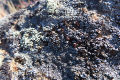 Erichansenia epithallina