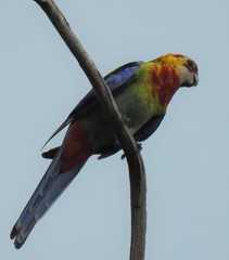 Platycercus eximius x adscitus