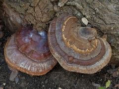 Ganoderma martinicense