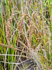 Machaerina articulata