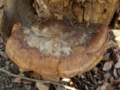 Ganoderma martinicense