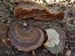 Ganoderma martinicense