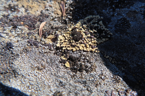 Anamylopsora pulcherrima