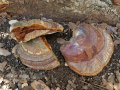 Ganoderma martinicense