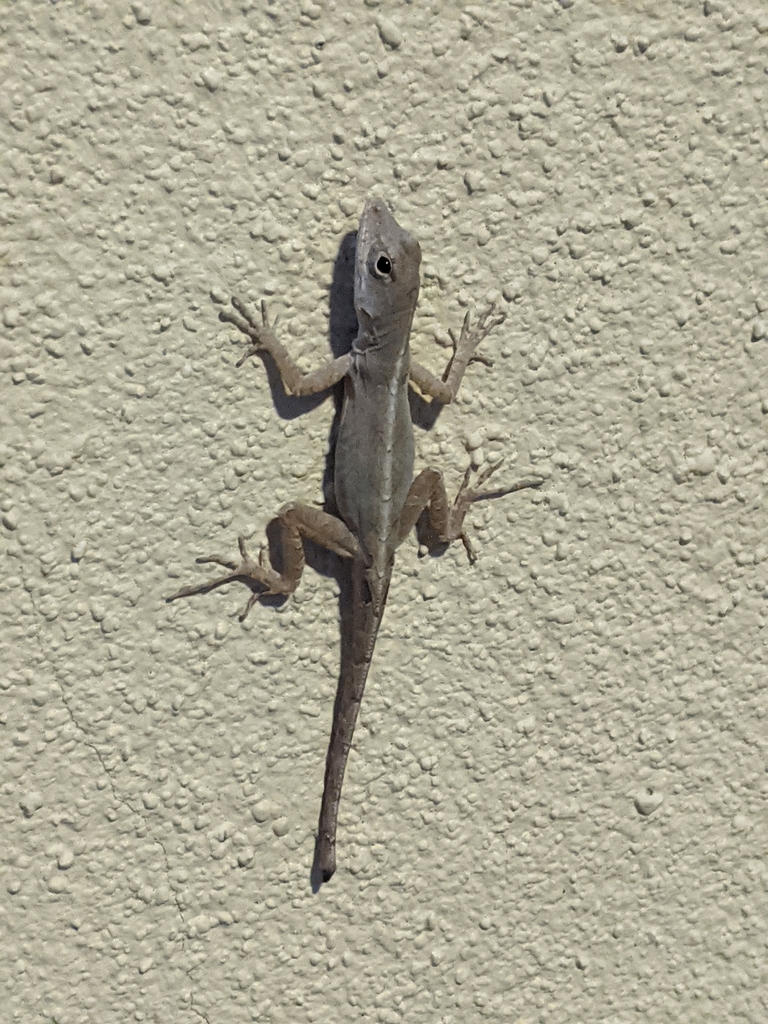 Brown Anole from Argos Center, Tampa, FL 33620, USA on March 09, 2022