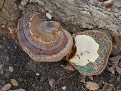 Ganoderma martinicense