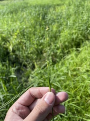 Scleria microcarpa