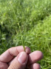 Scleria microcarpa