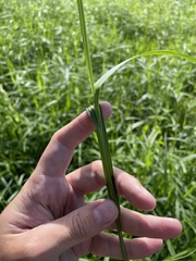 Scleria microcarpa