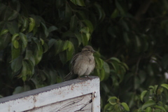 Passer domesticus