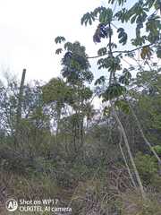 Eriotheca macrophylla