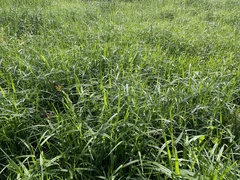 Scleria microcarpa