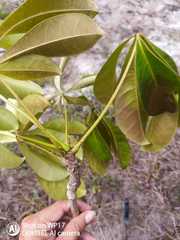 Eriotheca macrophylla