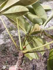 Eriotheca macrophylla