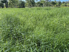 Scleria microcarpa