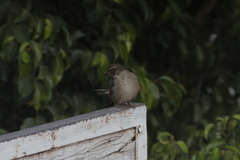 Passer domesticus