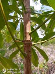Eriotheca macrophylla