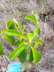 Eriotheca macrophylla