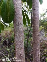 Eriotheca macrophylla