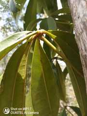 Eriotheca macrophylla