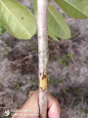 Eriotheca macrophylla