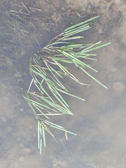 Glyceria declinata