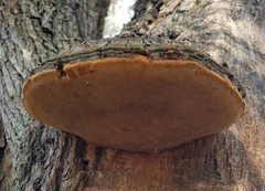 Phellinus badius