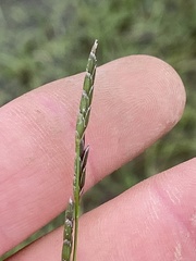 Glyceria declinata