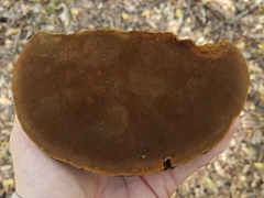 Phellinus badius