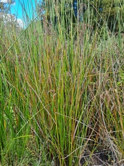 Machaerina articulata