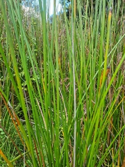 Machaerina articulata