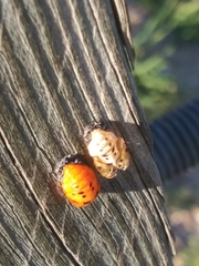 Coccinella septempunctata