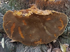 Phellinus badius